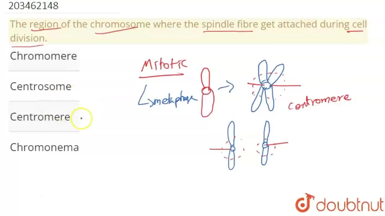 [Tamil Solution] The region of the chromosome where the spindle fibre