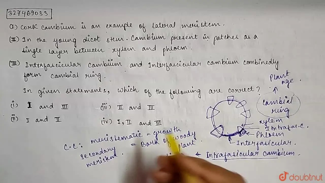 (i) Cork cambium is an example of lateral meristem . (ii) In the you