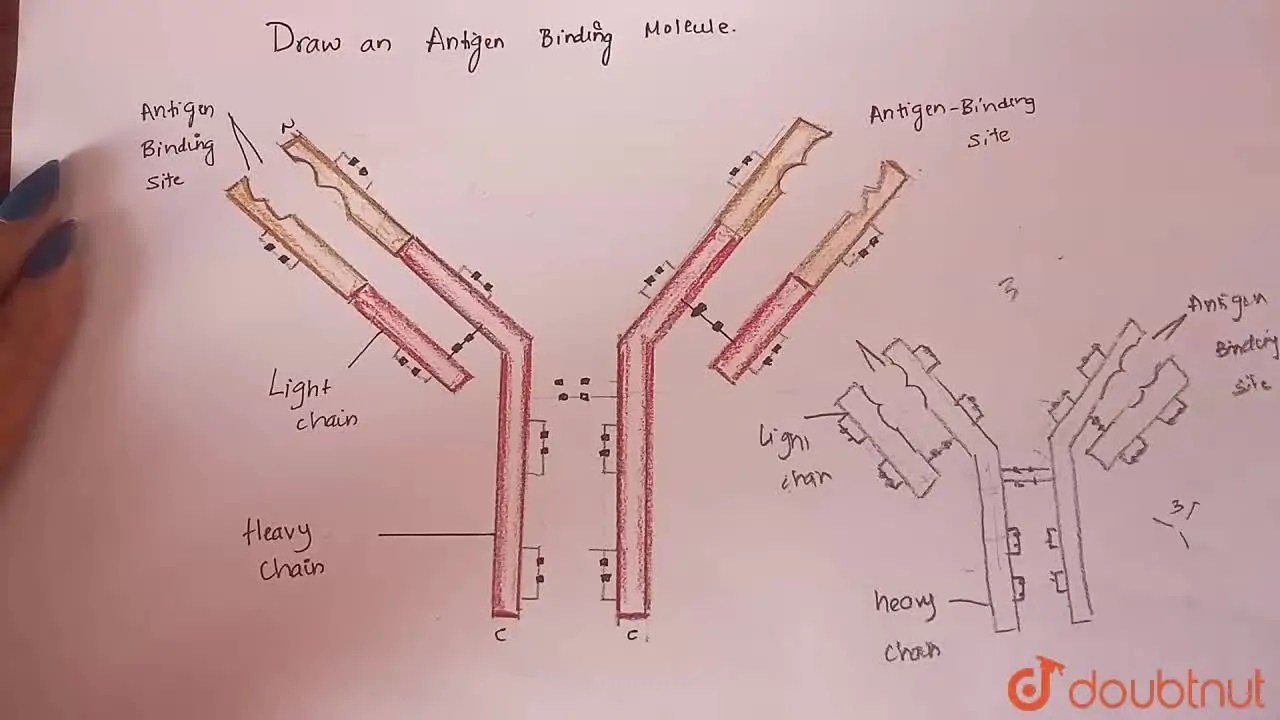 [Kannada Solution] Draw a well labelled diagram of an antibody molecul