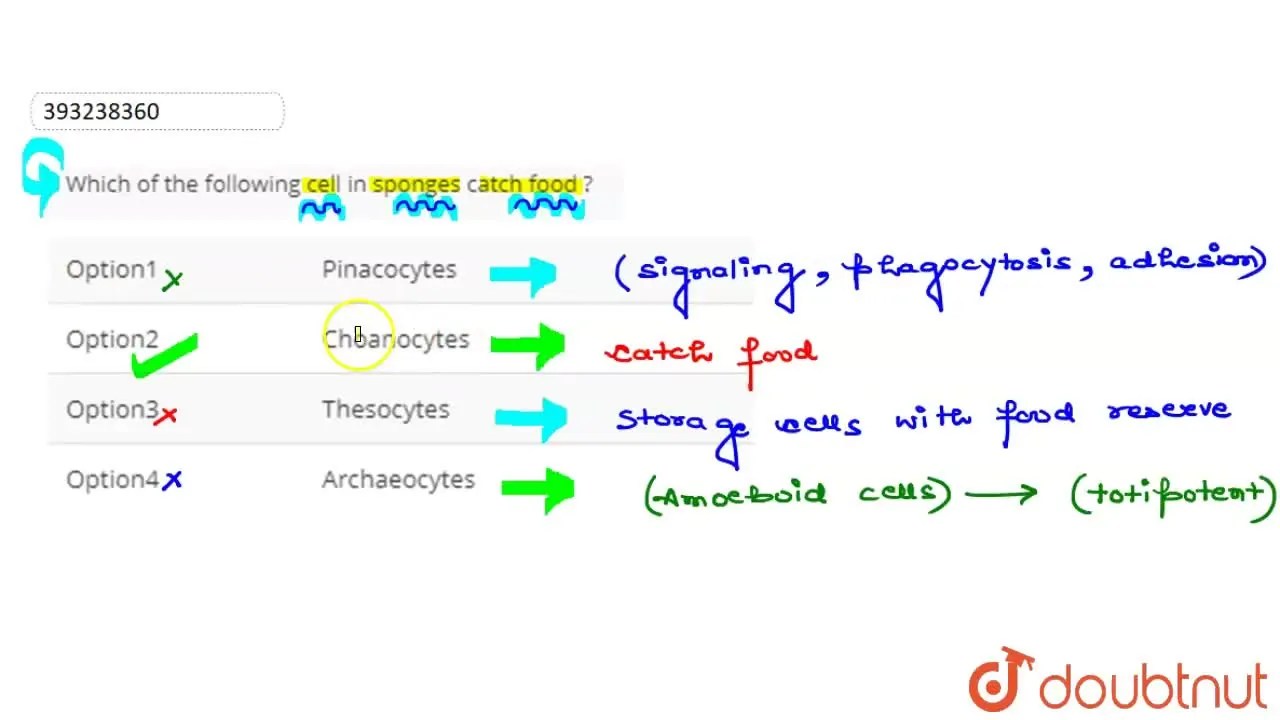 Which of the following cell in sponges catch food