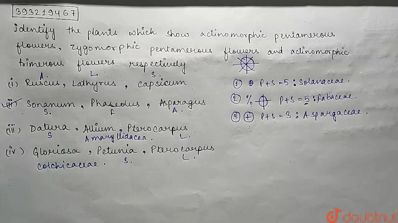 Identify the plants which show actinomorphic pentamerous flowers, Zygo