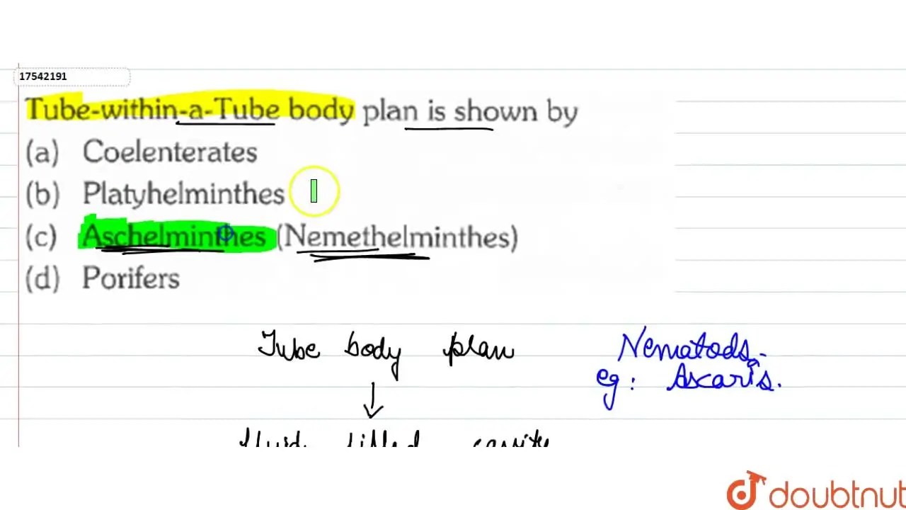 TubewithinaTube body plan is shown by