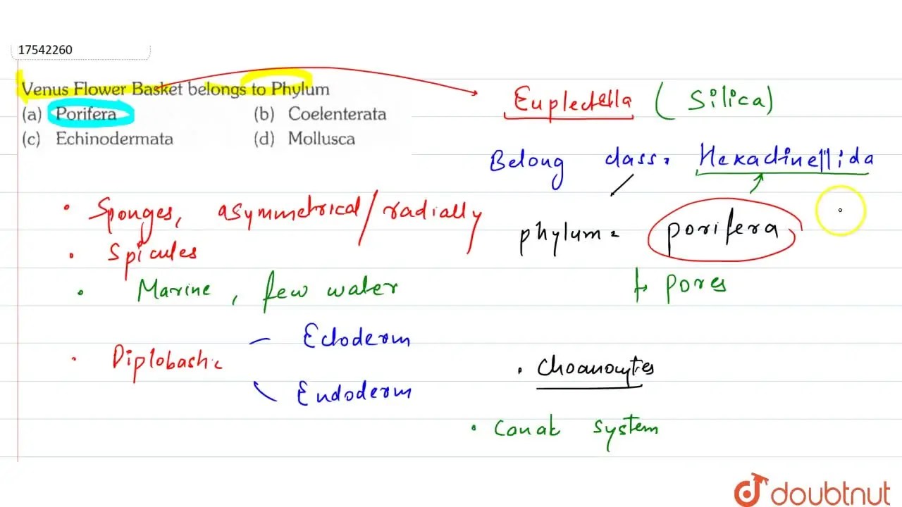 Venus Flower Basket belongs to phylum