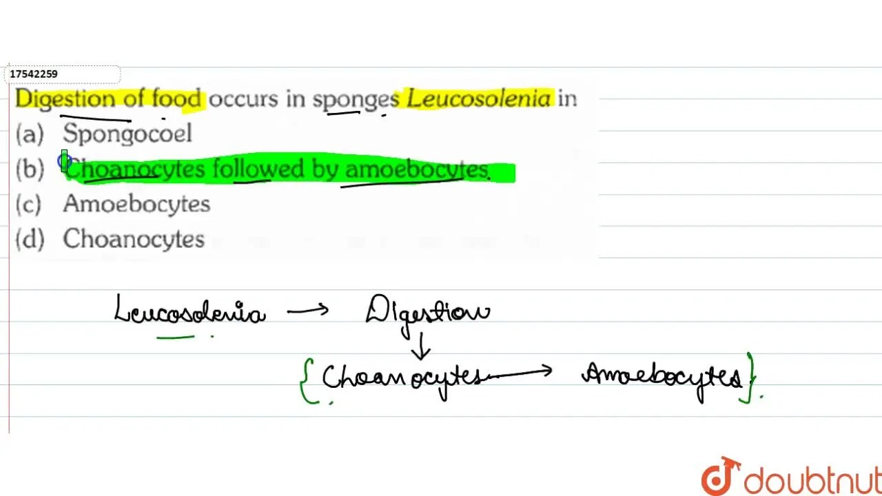 Digestion of food occurs in sponges Leucosolenia in