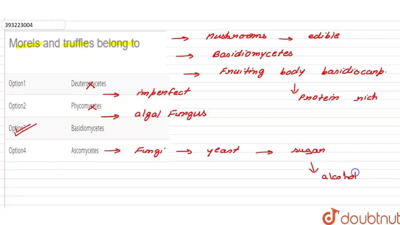 Morels and truffles belong to