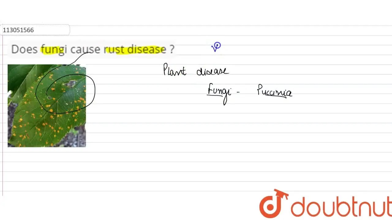 Does fungi cause rust disease