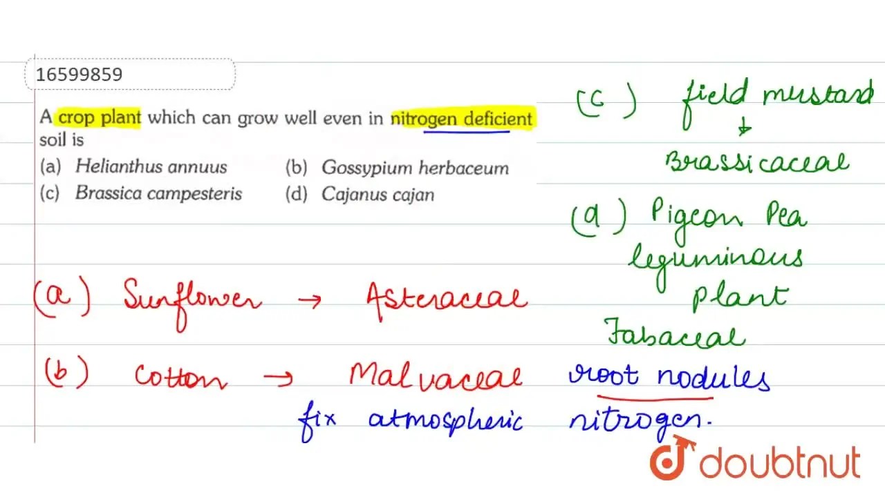 A crop plant which can grow well even in nitrogen deficient soil is
