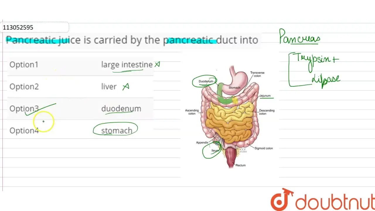 Pancreatic juice is carried by the pancreatic duct into