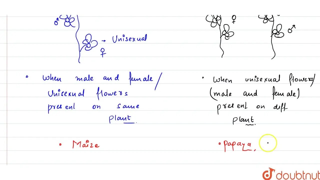 Differentiate between monoecious and dioecious plants. Give one examp
