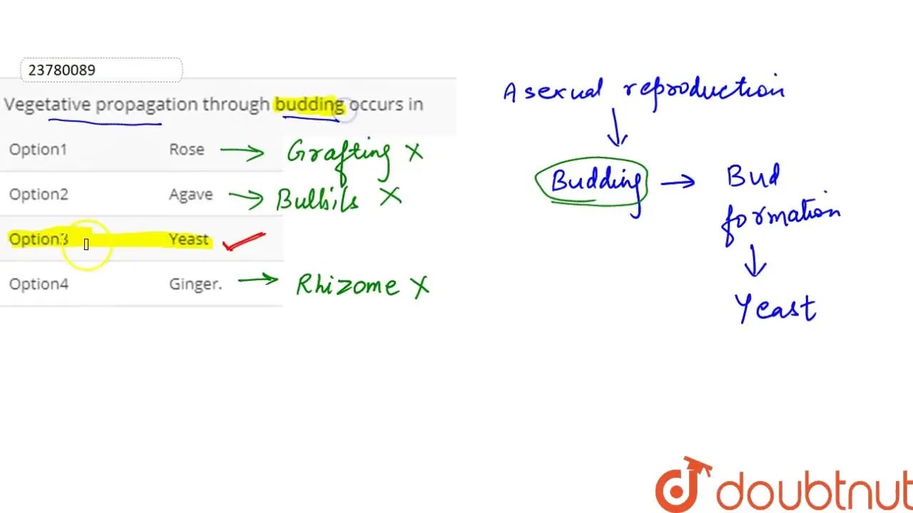 Vegetative propagation through budding occurs in