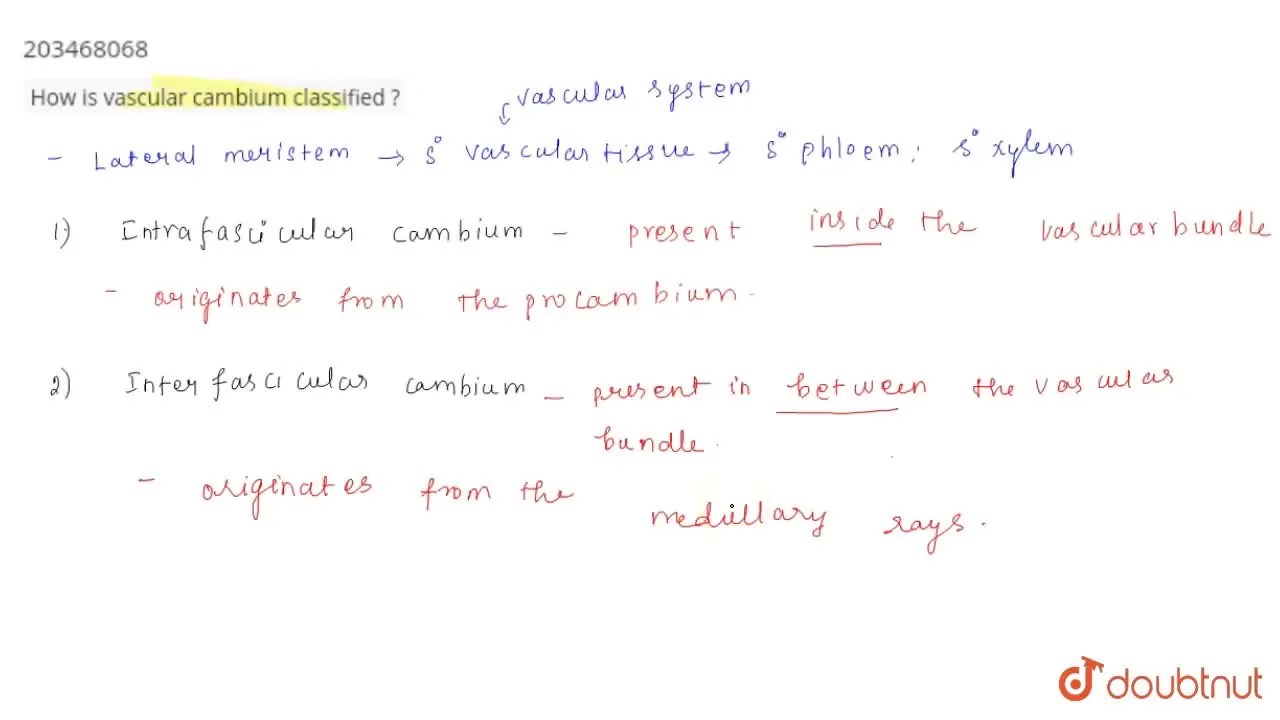 [Tamil Solution] How is vascular cambium classified
