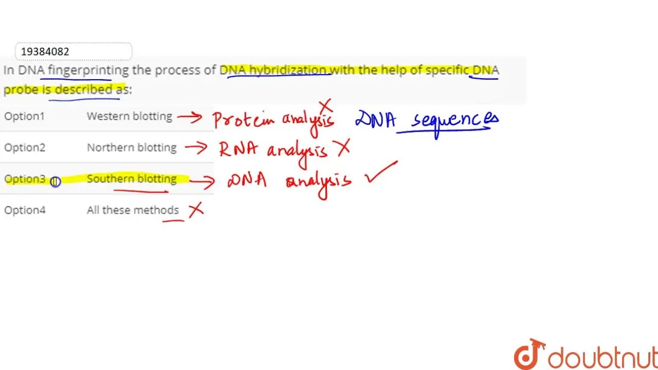 In DNA fingerprinting the process of DNA hybridization with the help o