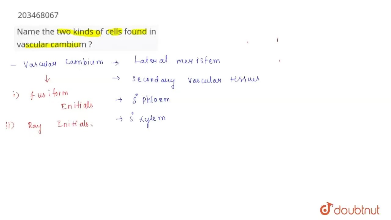 [Tamil Solution] Name the two kinds of cells found in vascular cambium