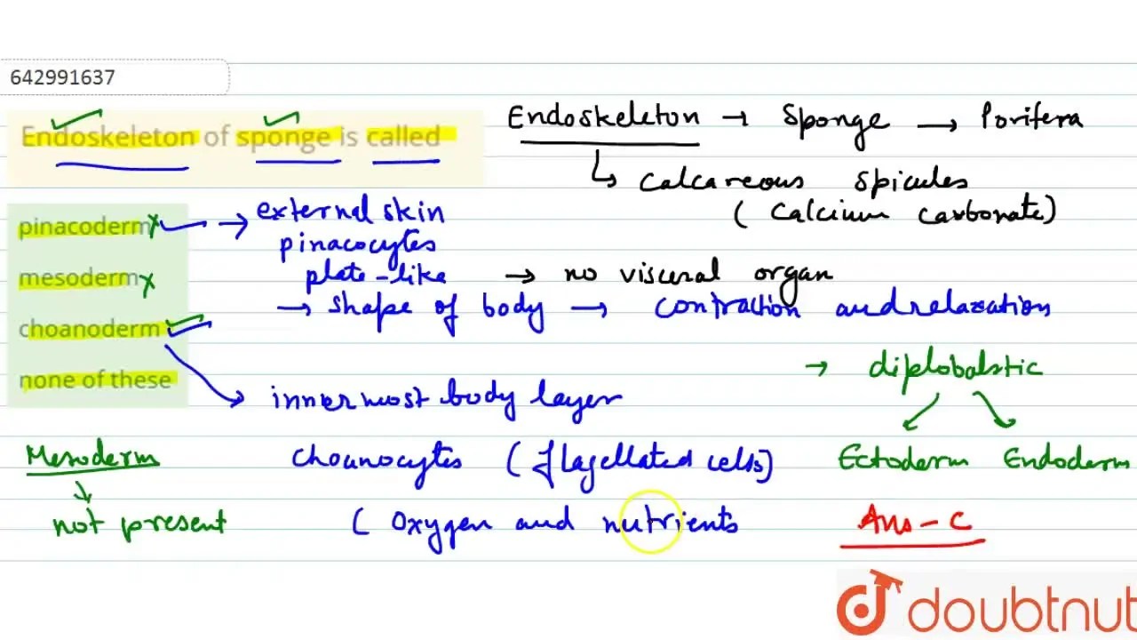 Endoskeleton of sponge is called