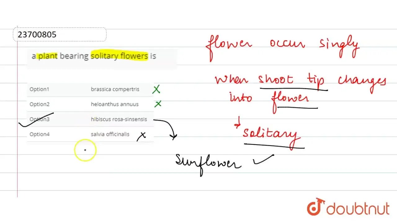 a plant bearing solitary flowers is