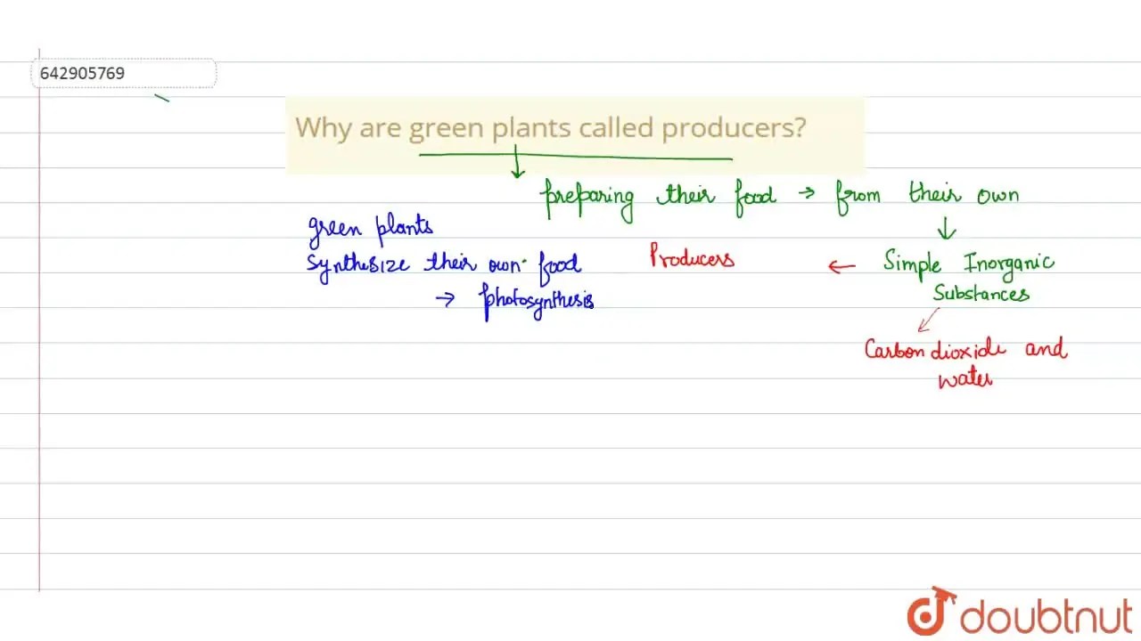 [Punjabi Solution] Why are green plants called producers?