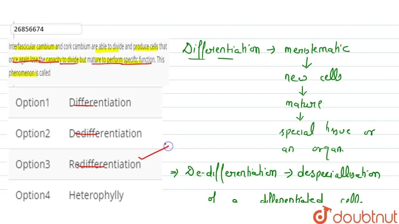 lnterfaeciculnr cambium and cork cambium are able to divide and produc