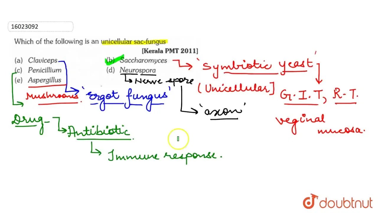 Which of the following is an unicellular sacfungus