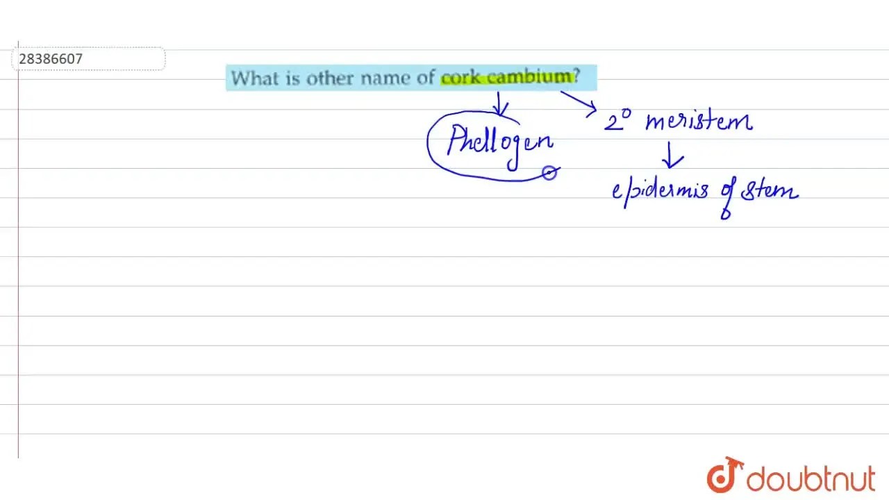 What is other name of cork cambium