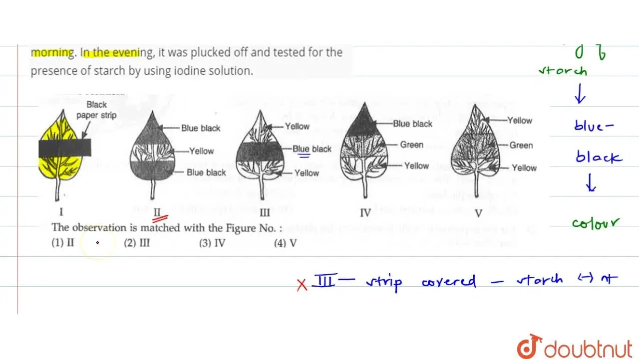 A leaf of destarched healthy potted plant was covered by black paper s