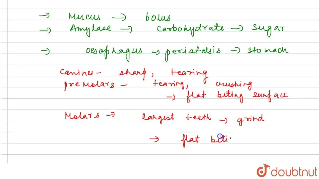 Explain the process of digestion in the buccal cavity with a note on t