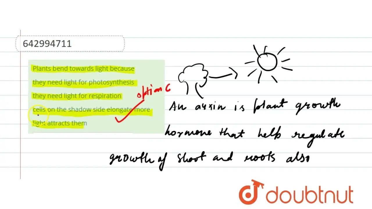 Plants bend towards light because