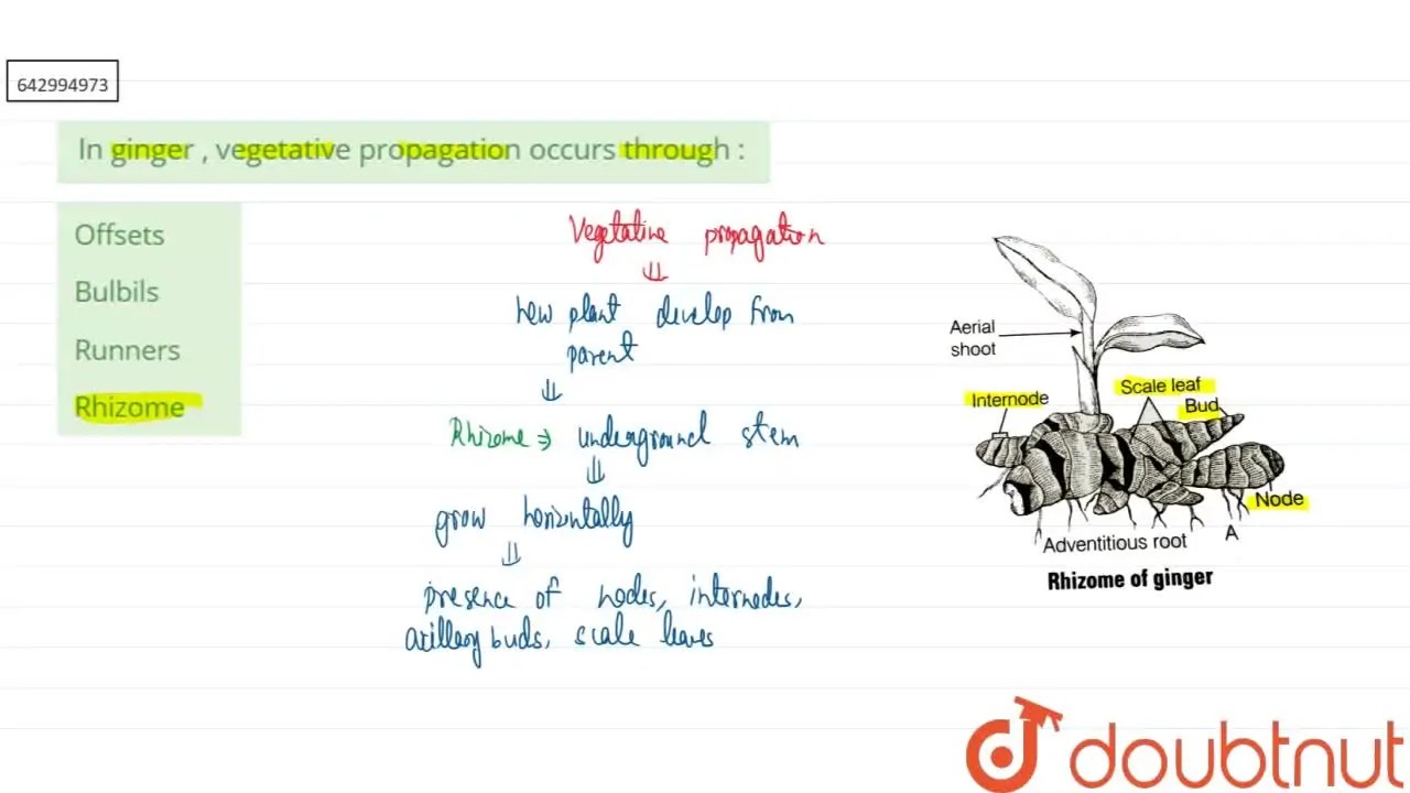 In ginger , vegetative propagation occurs through