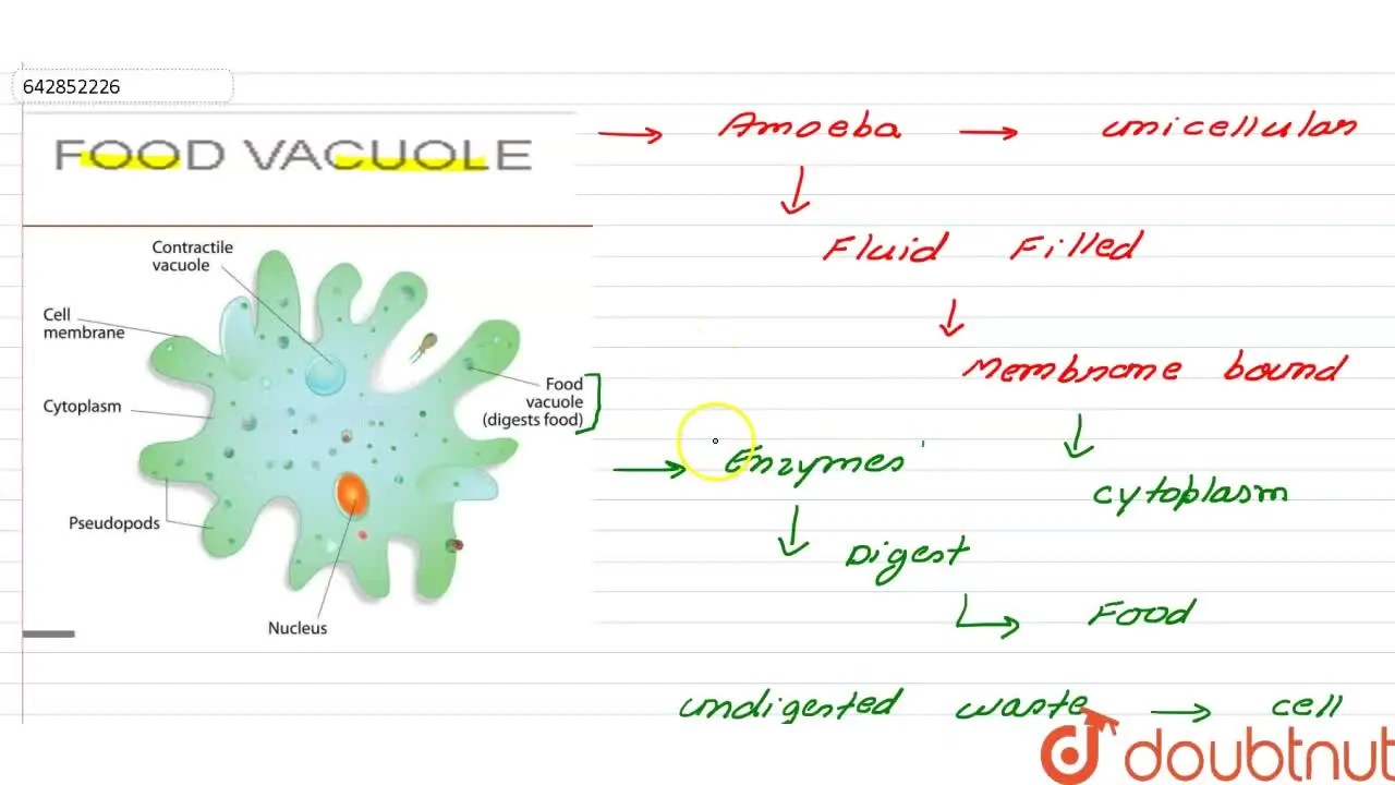 [Solved] FOOD VACUOLE