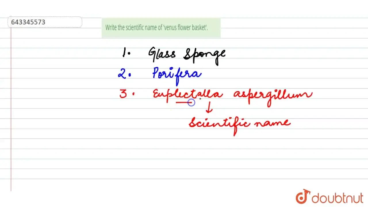 Write the scientific name of 'venus flower basket'.