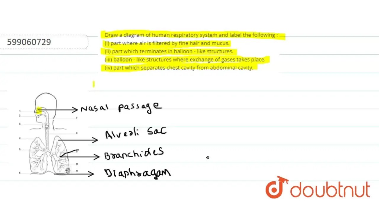[Kannada Solution] Draw a diagram of human respiratory system and labe
