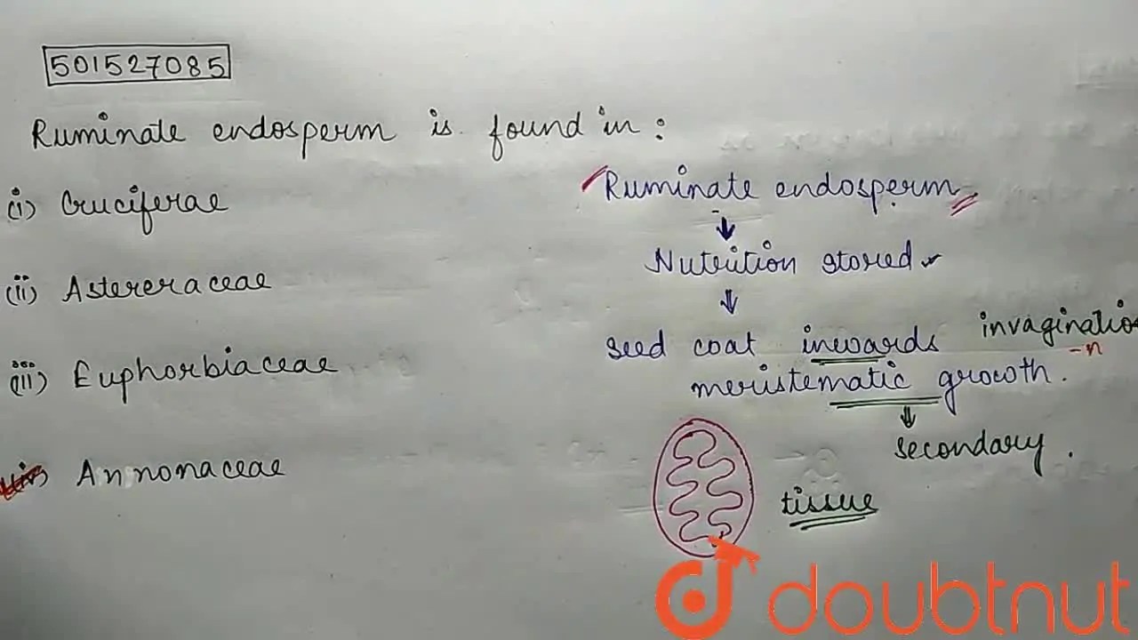 Ruminate endosperm is found in