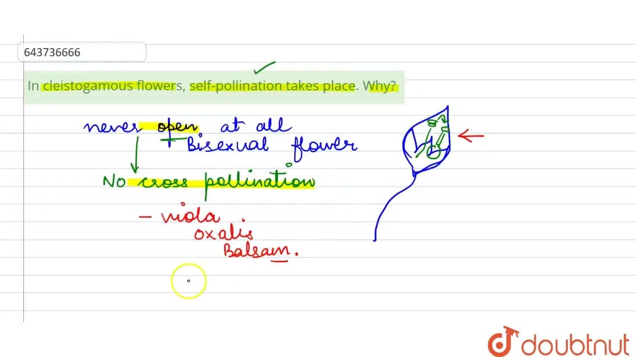 In cleistogamous flowers, selfpollination takes place. Why?