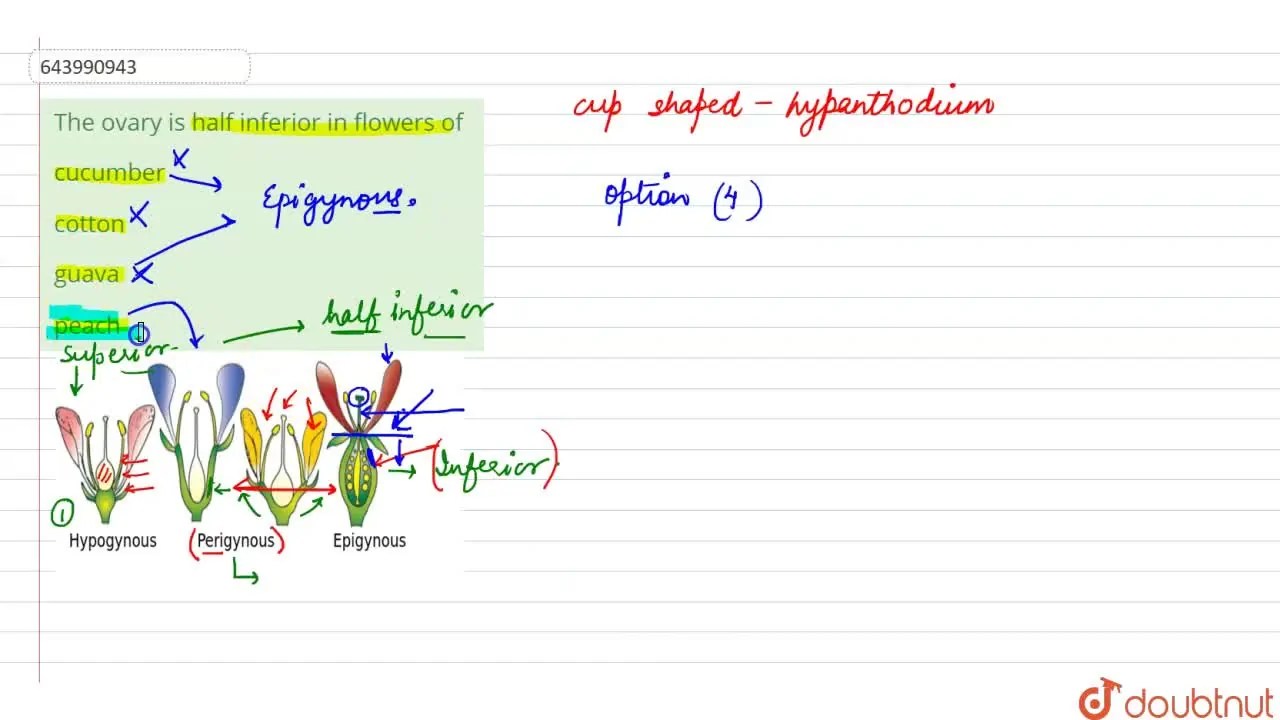 The ovary is half inferior in flowers of