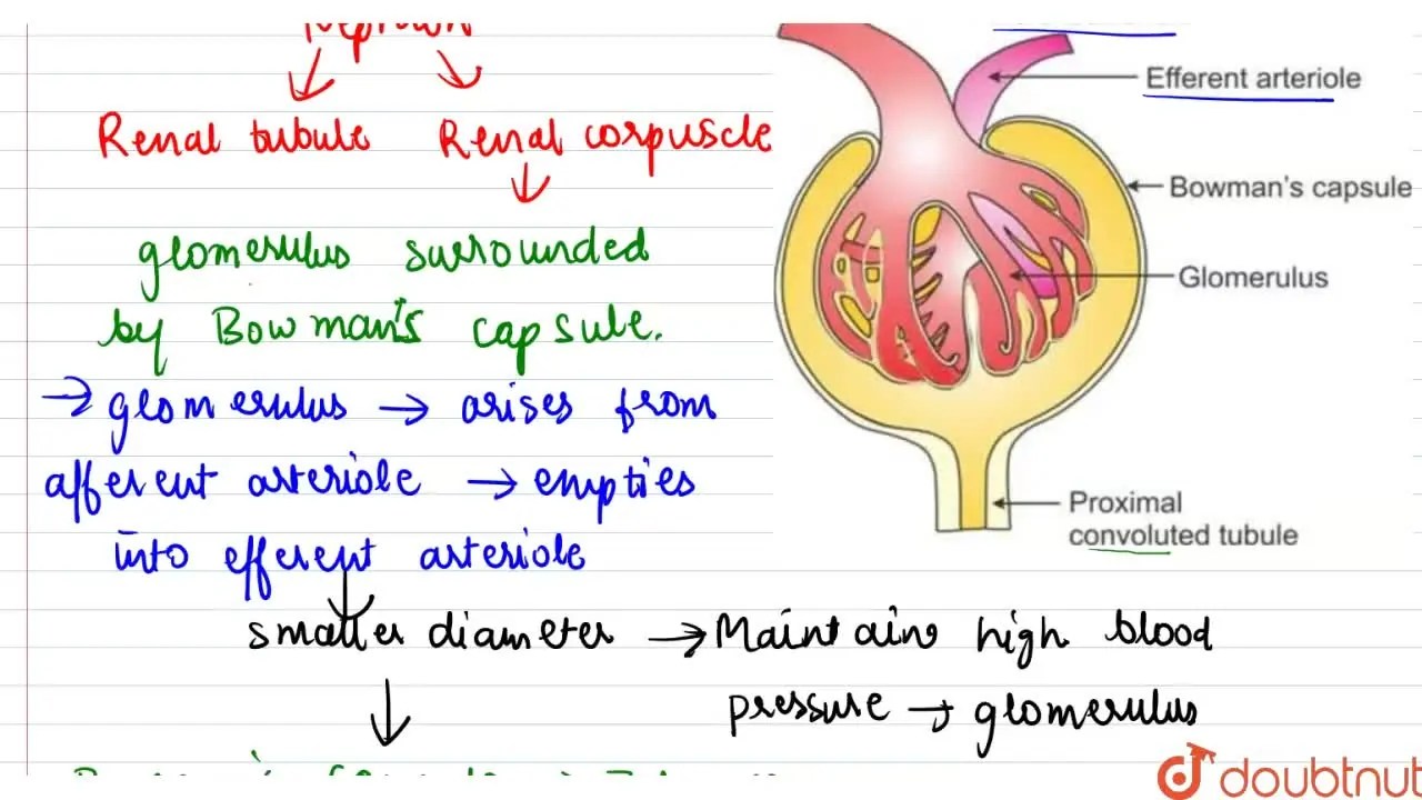 Draw a labelled diagram of renal corpuscle.