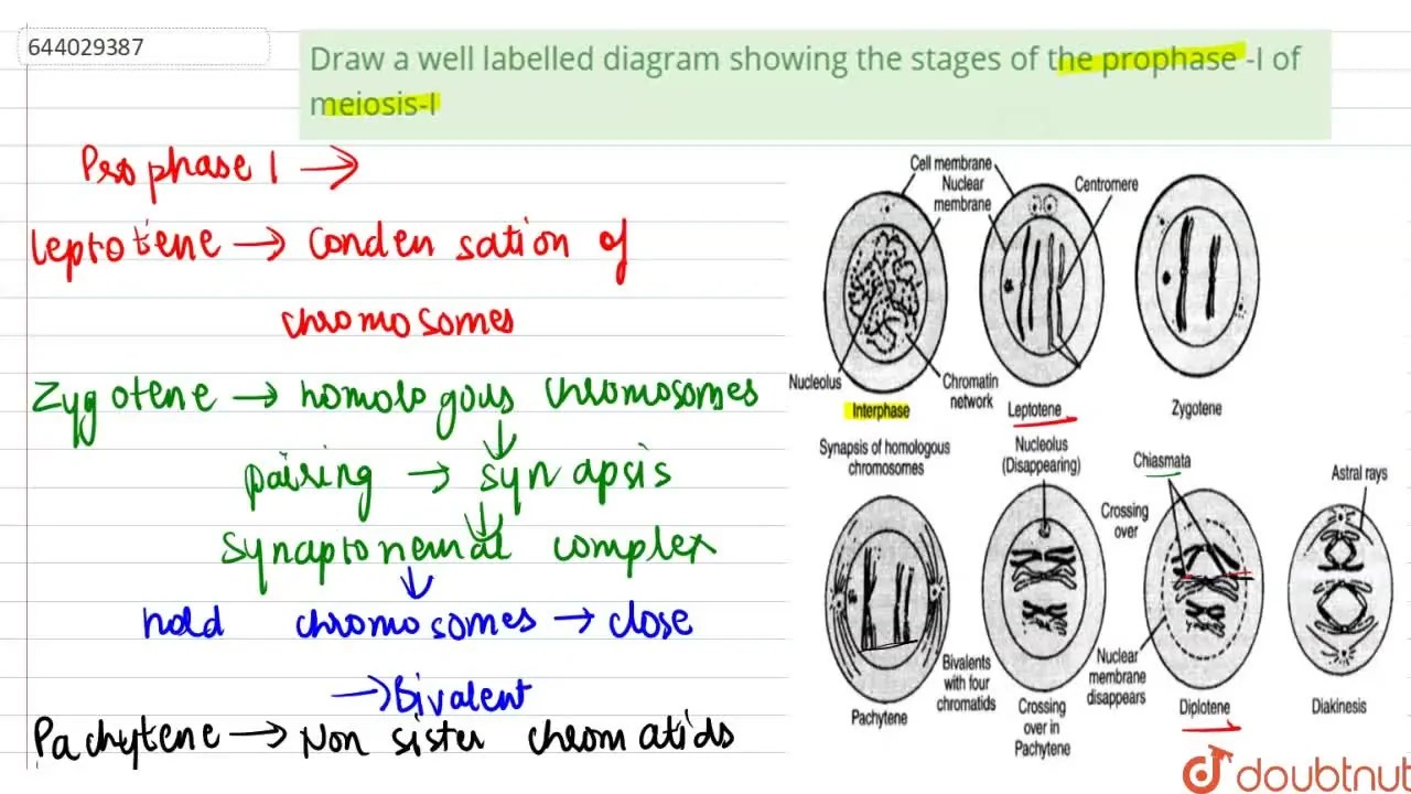 Draw a well labelled diagram showing the stages of the prophase -I of