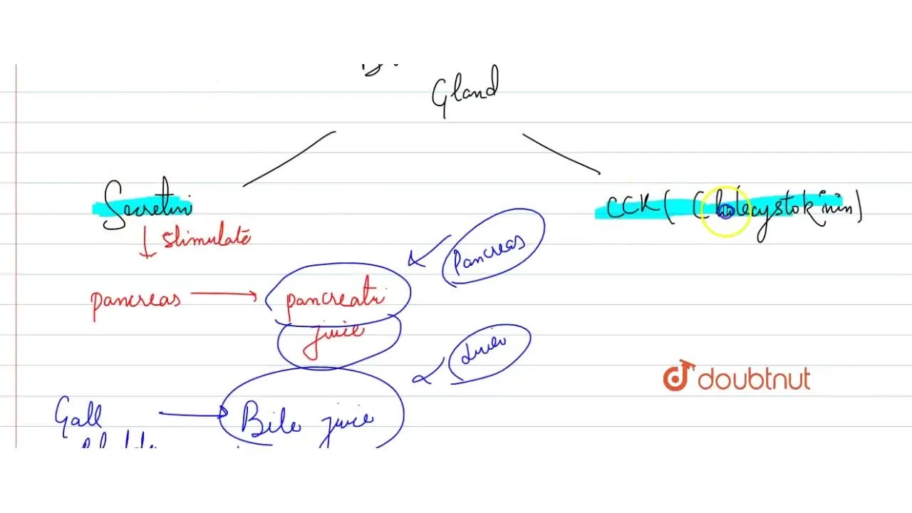 Duodenum has characteristic Brunner's glans which secrete two hormones