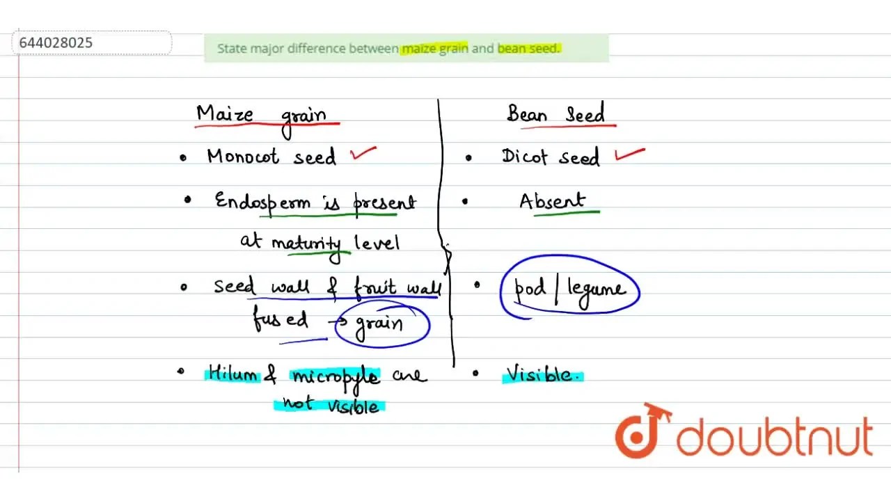 State major difference between maize grain and bean seed.