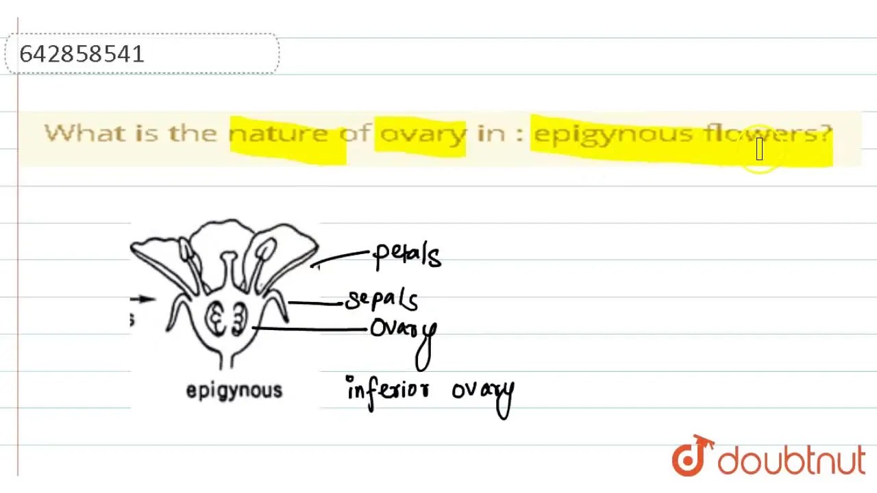 [Assamese Solution] What is the nature of ovary in epigynous flowers