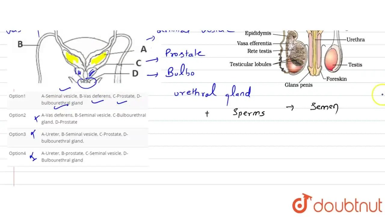AUreter, BSeminal vesicle, CProstate, Dbulbourethral gland.