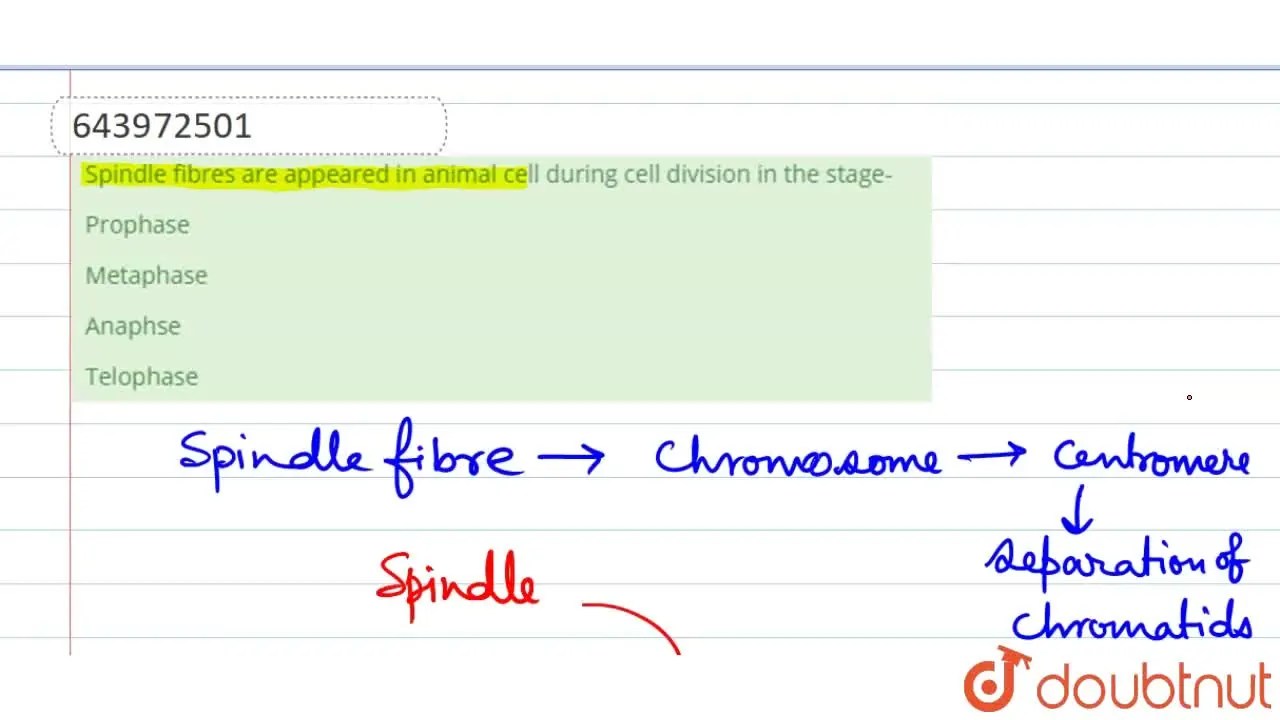 [Bengali Solution] Spindle fibres are appeared in animal cell during c