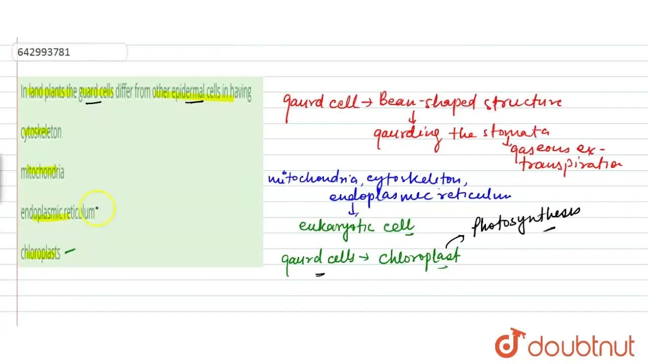 In land plants, the gurad cells differ from other epidermal cells in h