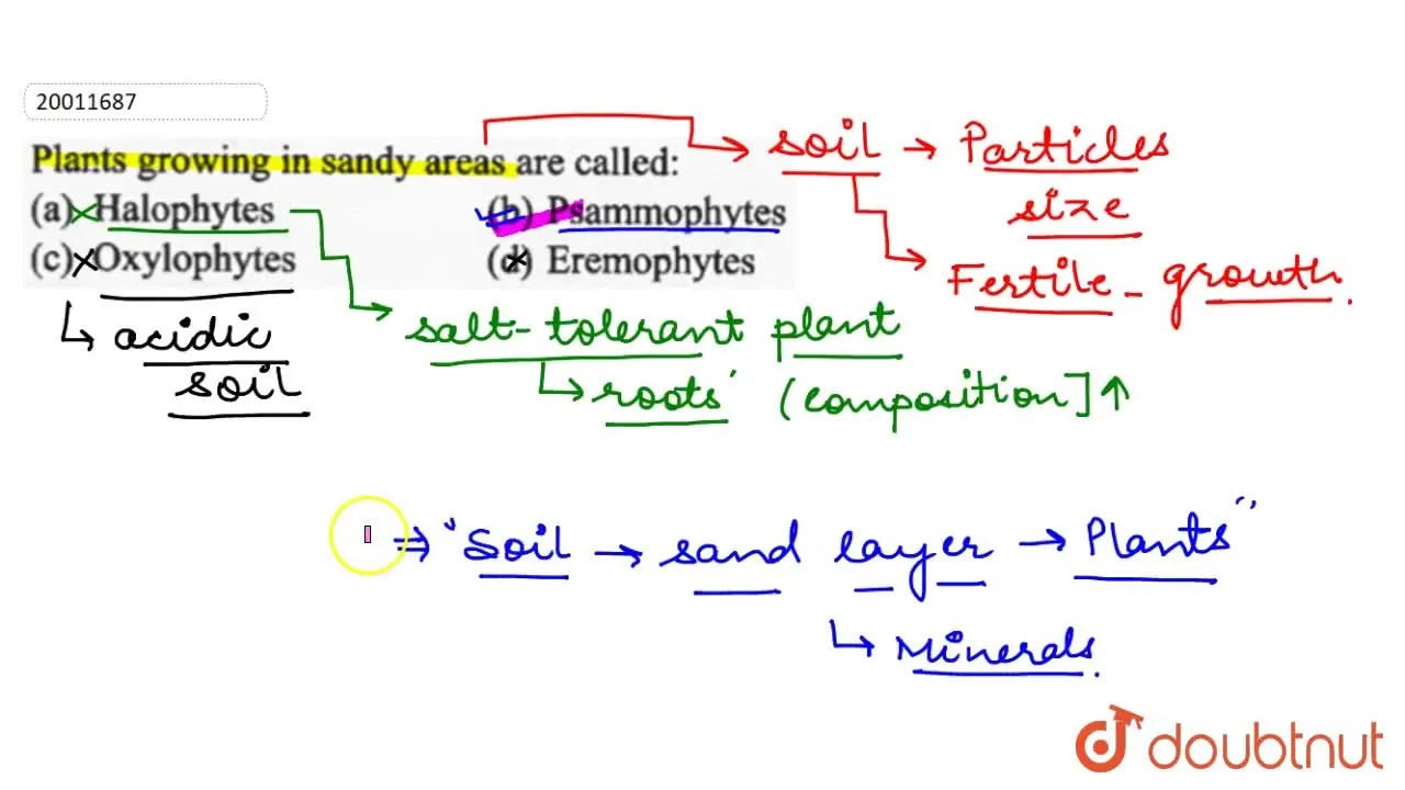 Plants growing in sandy areas are called