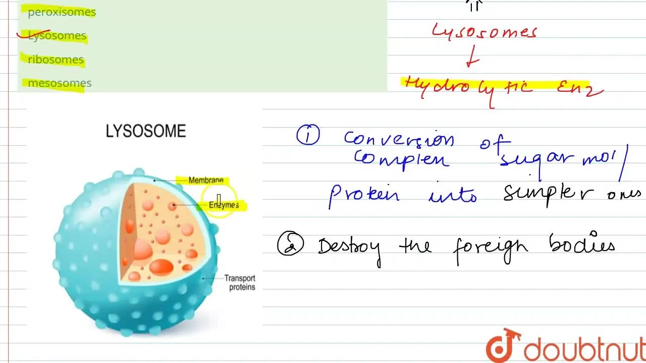Cell organelles having acid hydrolases /digestive enzymes are