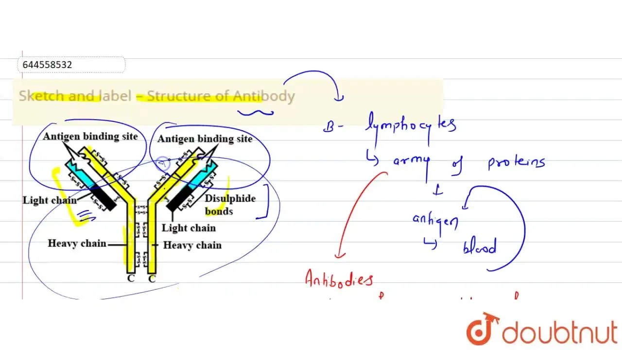 Sketch and label Structure of Antibody
