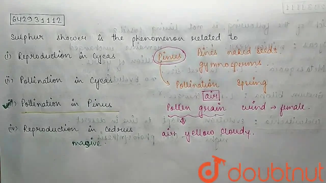 Sulphur shower is the phenomenon related to