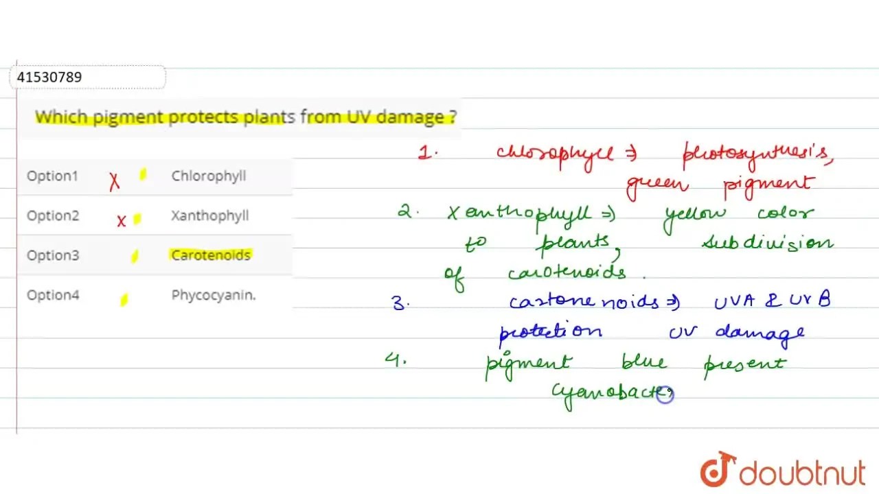 Which pigment protects plants from UV damage