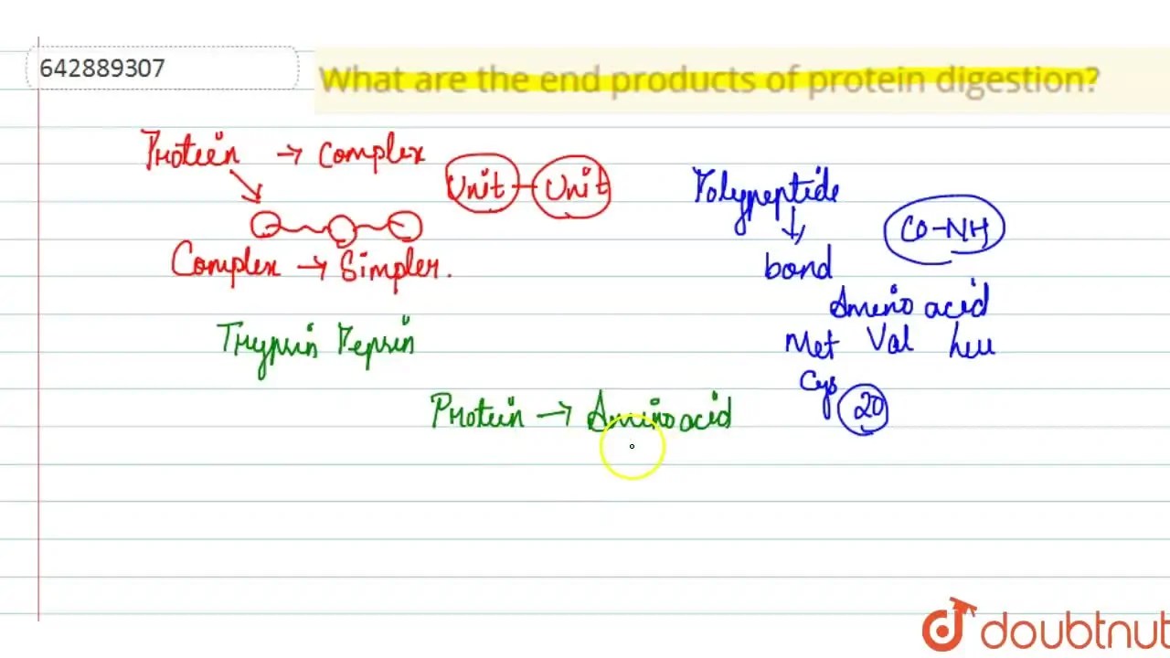 [Odia Solution] What are the end products of protein digestion?