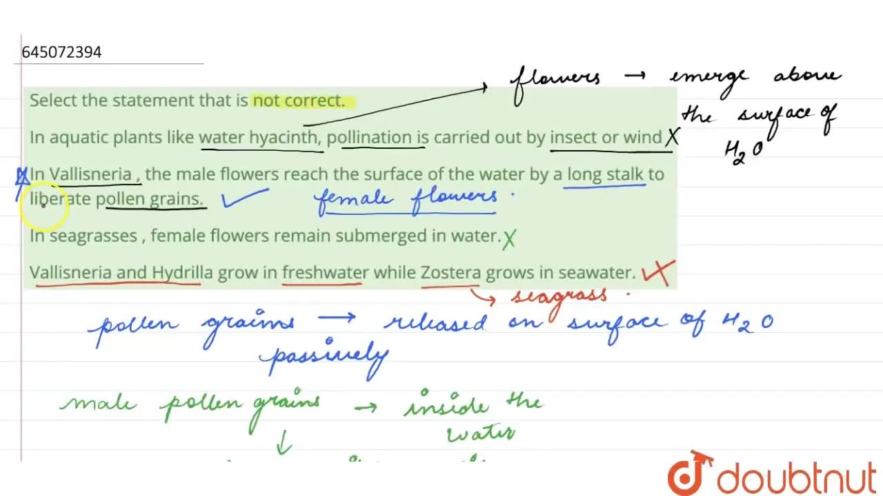 In seagrasses , female flowers remain submerged in water.