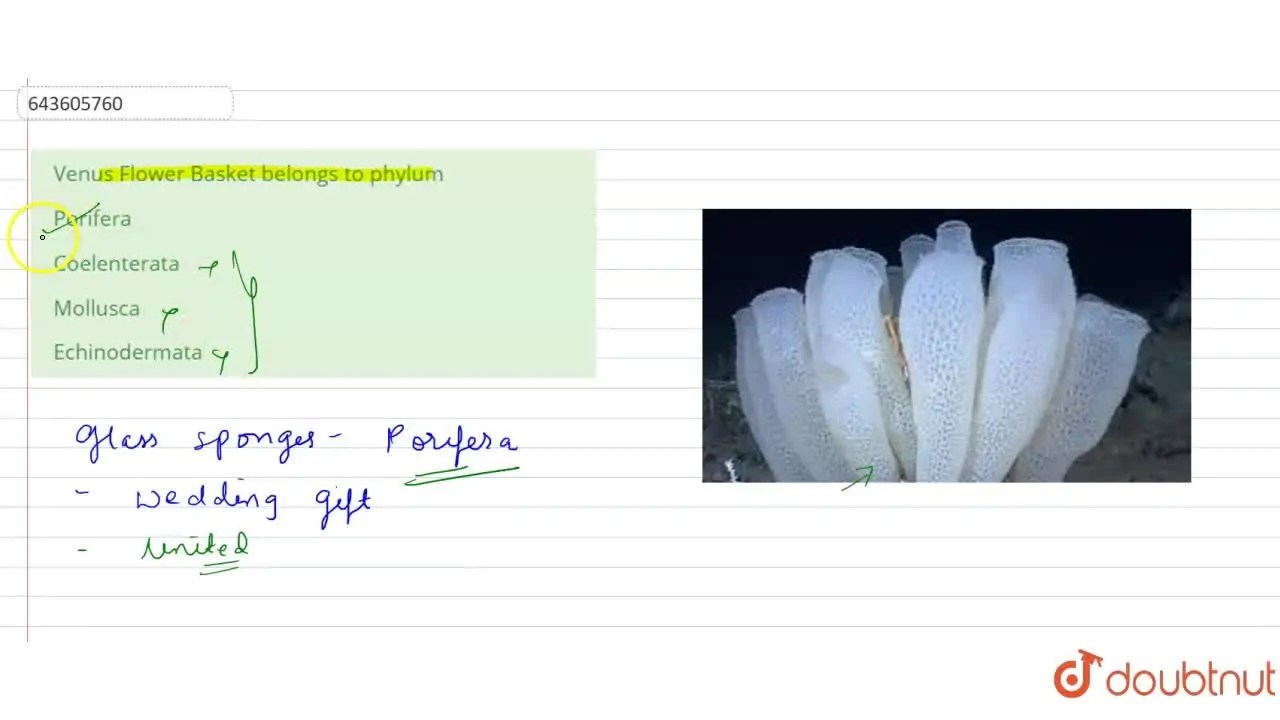 [Marathi Solution] Venus Flower Basket belongs to phylum