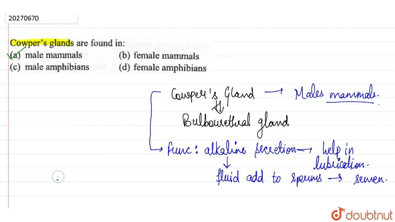 Cowper's glands are found in